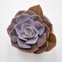 Echeveria Dusty Rose - 13cm