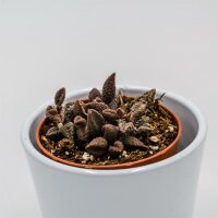 Adromischus marianiae cv. Coffee Bean - 8,5cm