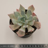 Echeveria Serena