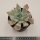 Echeveria Serena