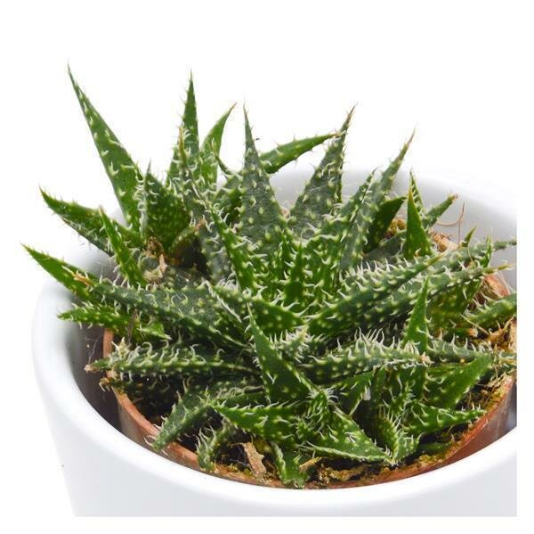 Aloe descoingsii Pepe - 5,5cm