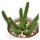 Euphorbia inermis - 5,5cm