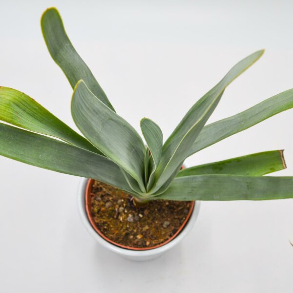 Aloe plicatilis - 12cm