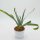 Aloe plicatilis - 12cm