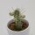 Euphorbia mammillaris f. variegata - 5,5cm
