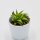 Haworthia angustifolia var. baylissii - 5,5cm
