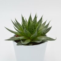 Aloe Akila - 10,5cm