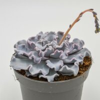 Echeveria Crispate Beauty - 13cm