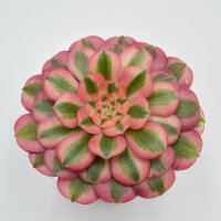 Aeonium Pink Witch- 12cm