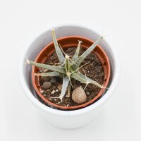 Leuchtenbergia principis (Agaven-Kaktus) - 5,5cm