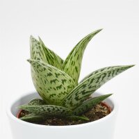 Aloe Tribal - 10,5cm