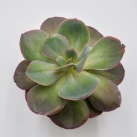 Echeveria Green Pacific - 14cm