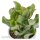 Crassula arborescens ssp. undulatifolia - 6cm