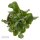 Crassula arborescens ssp. undulatifolia - 6cm