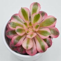 Aeonium Pink Witch- 8,5cm