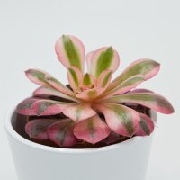 Aeonium Pink Witch- 8,5cm