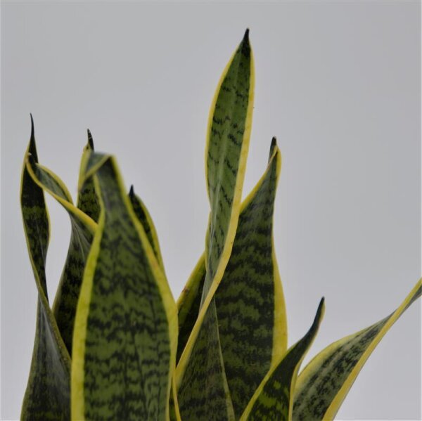 Sansevieria laurentii - 6cm