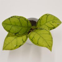 Hoya Callistophylla - 6cm