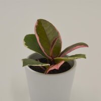 Hoya Flamingo Dream - 6cm