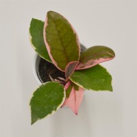 Hoya Flamingo Dream - 6cm