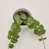 Hoya Mathilde Splash - 6cm