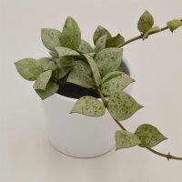 Hoya krohniana Eskimo - 6cm