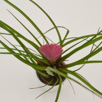 Tillandsia cyanea - 6cm