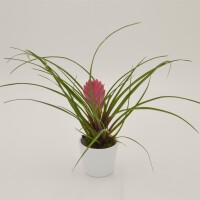 Tillandsia cyanea - 6cm