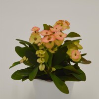 Euphorbia milii Hera (gelb/orange) - 6cm