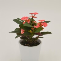 Euphorbia milii Athene (pink) - 6cm