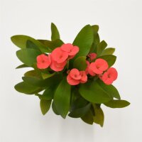 Euphorbia milii Eos (rot) - 6cm