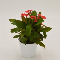 Euphorbia milii Eos (rot) - 6cm