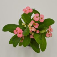 Euphorbia milii Rhea (rosa) - 6cm