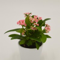 Euphorbia milii Rhea (rosa) - 6cm