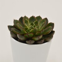 Echeveria Alita - 6cm