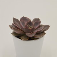 Echeveria Mina - 6cm