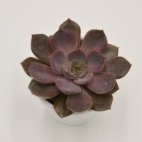 Echeveria Mina - 6cm