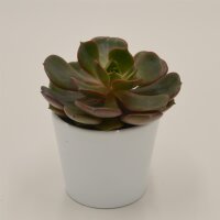 Echeveria Red Robe - 6cm