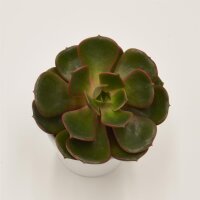 Echeveria Red Robe - 6cm