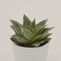 Gasteria Nella - 6cm