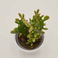 Opuntia rufida - 6cm