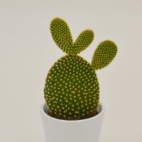 Opuntia microdasys Yellow - 6cm