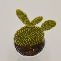 Opuntia microdasys Yellow - 6cm