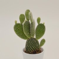 Opuntia Microdasys Albata - 6cm