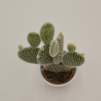 Opuntia Microdasys Albata - 6cm