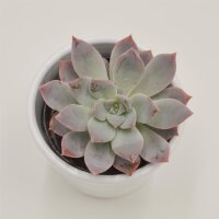 x Graptoveria Milky Way - 6cm