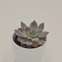 x Graptoveria Milky Way - 6cm