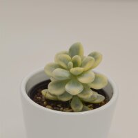 Sedum clavatum f. variegata - 6cm