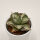 Agave isthmensis f. mediopicta alba - 6cm