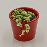 Senecio rowleyanus f. variegata - 6cm